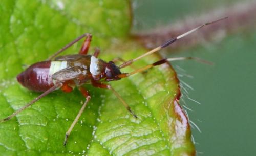 Réf. 359 224 : Closterotomus biclavatus